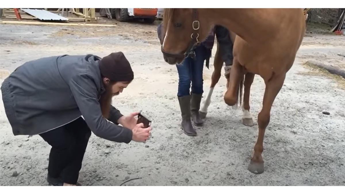 A student uses a hand-held scanner to scan a horse's leg.